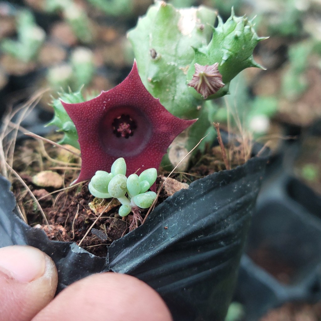 Sen đá sao biển kích thước bầu (8x8cm) 1 cây sen đá bầu LAFA GARDEN