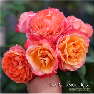 Hoa hồng ngoại La Chance Rose Pháp - MinaKun Shop