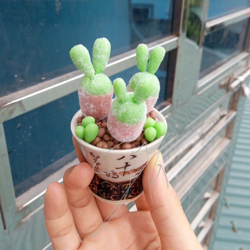 Sen đá đất sét đồng giá 59k