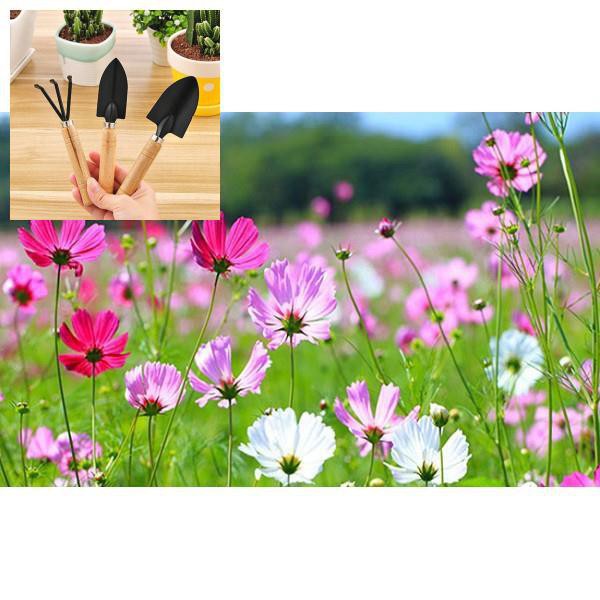 DEAL SHOCK 1K - Hạt giống hoa Sao Nhái Mix - 50 Hạt - Hoa Cánh Bướm - túi zip trồng thử TẶNG BỘ LÀM VƯƠN MINI