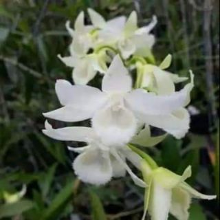 Lan trầm trắng giống cây mập khoẻ dễ trồng