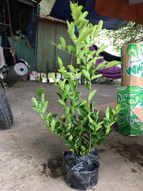 Cây siro chậu lớn
