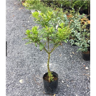 [Hàng hiếm] Chậu cây cúc thân gỗ dáng TREE đang sẵn hoa nhiều nụ, cây lâu năm dễ trồng