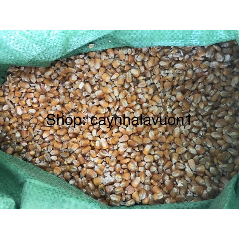 Ngô hạt dành cho chăn nuôi siêu chất lượng, làm thức ăn cho gà, vịt, ngan, ngỗng