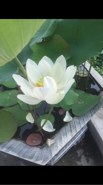 Hạt giống sen mini Nhật