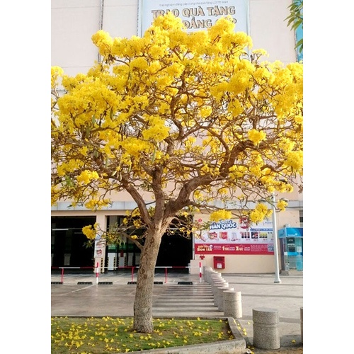 Cây Chuông Vàng - cây hoàng yến - caykiengsadec