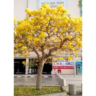 300 Hạt giống hoa phong linh