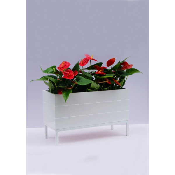 Chậu trồng cây gỗ nhựa composite 60*30cm
