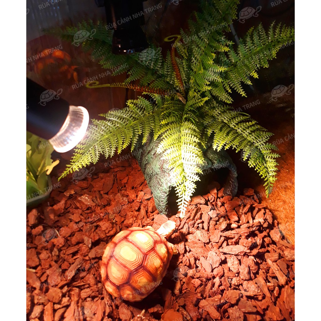 Dương xỉ trang trí chuồng bò sát, dương sỉ giả trang trí nhà cửa