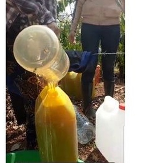 MẬT ONG HOA CÀ PHÊ