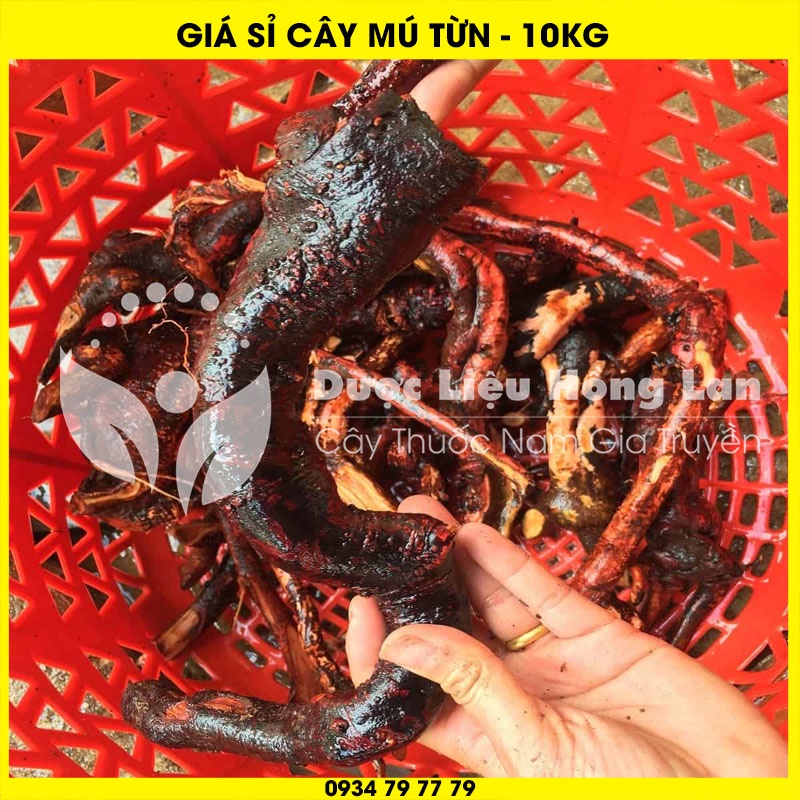 Cung cấp sỉ RỄ CÂY MÚ TỪN khô giá bán 10kg - Công ty dược liệu Hồng Lan