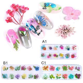 Miếng dán trang trí móng tay có hoa khô tự nhiên 3D 12 màu DIY