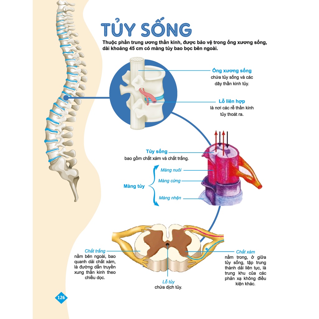 Sách - Bí quyết tăng nhanh điểm kiểm tra Sinh học 8 - Tham khảo lớp 8 - Chính hãng CCbook