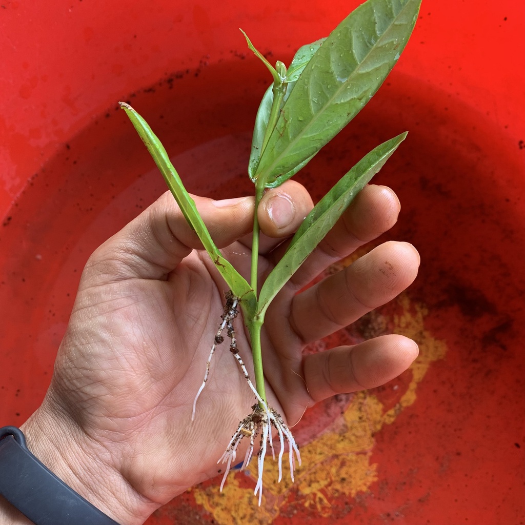 Dung dịch kích rễ KING