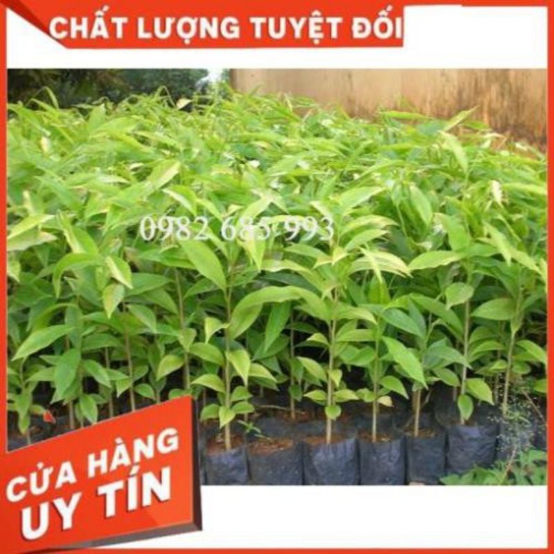 CÂY GIỐNG GIÓ BẦU , TRẦM HƯƠNG 10 cây tặng 1 cây