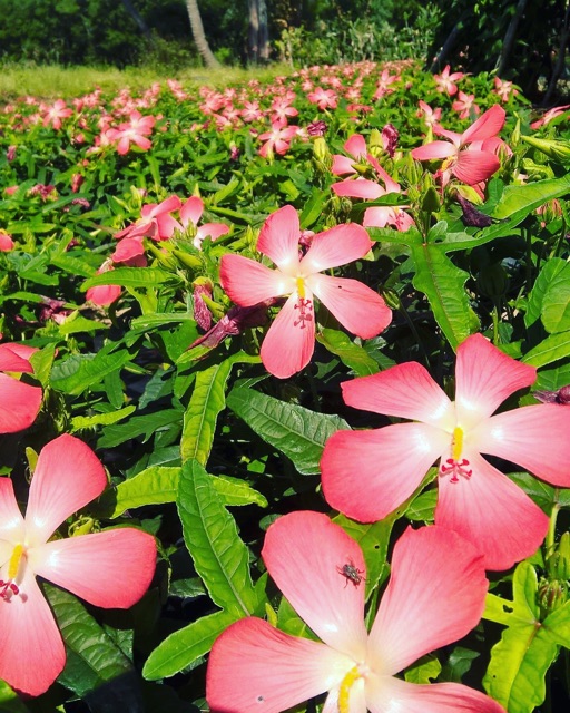 Hạt giống nhân sâm VN - Trồng dễ như hoa dại mọc quanh nhà.