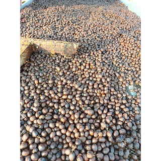 Hạt rang Typica Long Berry Đạ Sar Natural