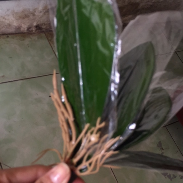Lá lan hồ điệp