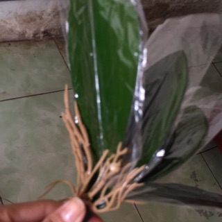 Lá lan hồ điệp