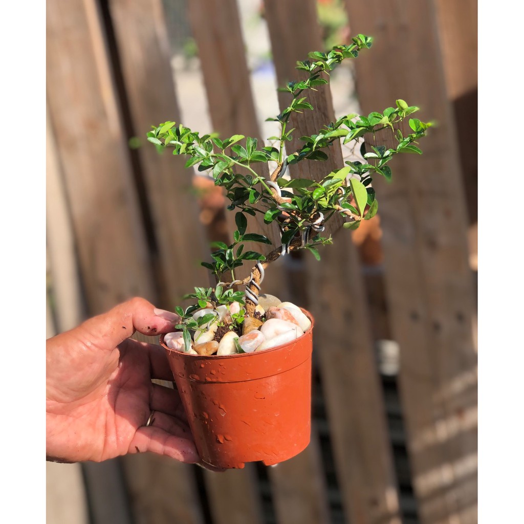 Cây Kim Quất dáng Bonsai