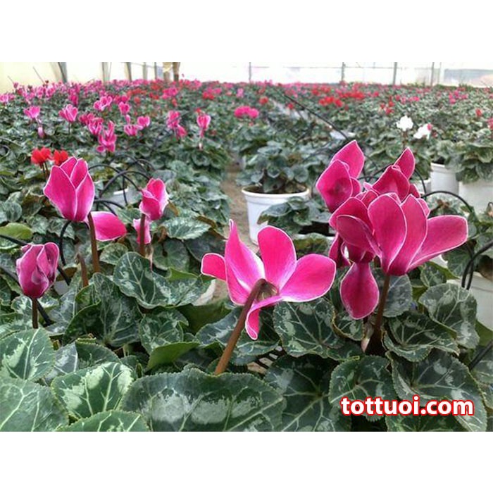 Hạt Giống Hoa Anh Thảo F1 Loại mix màu dễ trồng hoa nở đẹp chống sâu bệnh