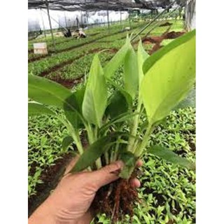 CÂY GIỐNG CHUỐI GIÀ LÙN NAM MỸ SIÊU QUẢ SIÊU KINH TẾ