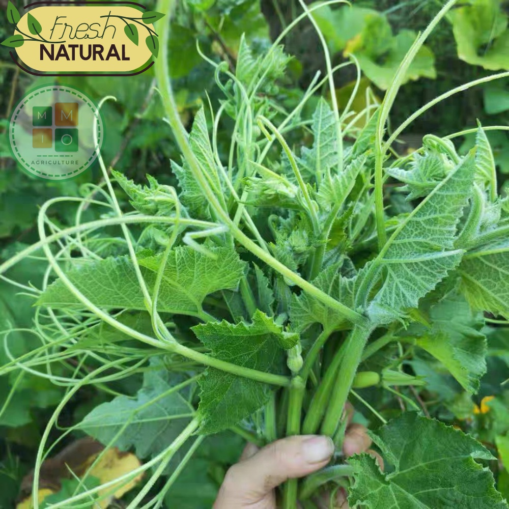 Hạt giống bí siêu ngọn Đài Loan, giòn ngọt giàu dinh dưỡng