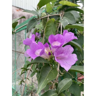 Chậu Lan Tỏi