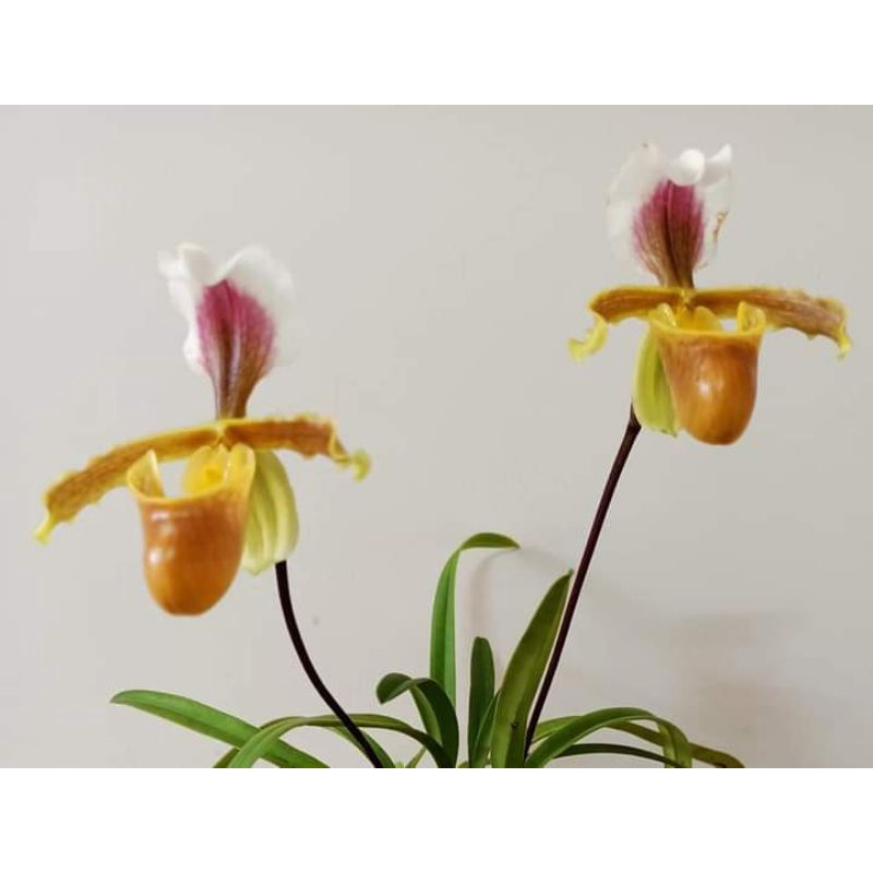 Lan hài cooci 1 cây