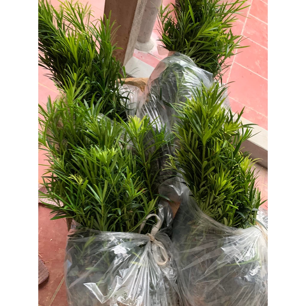 Cây Giống Tùng La Hán - Vạn Niên Tùng Cao Từ 20cm đến 30cm