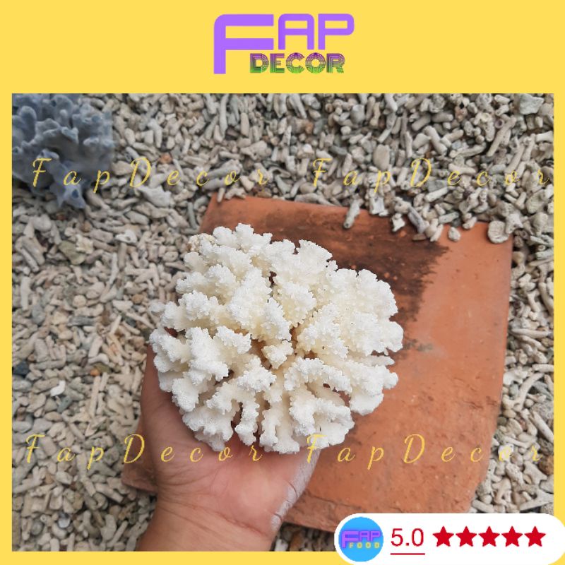 Chùm Bông Rạn Biển Siêu Xinh Trang Trí Hồ Cá, Làm Thủy Sinh, Làm Chùm Bông Để Bàn, Decor Nhà Cửa - FapFood