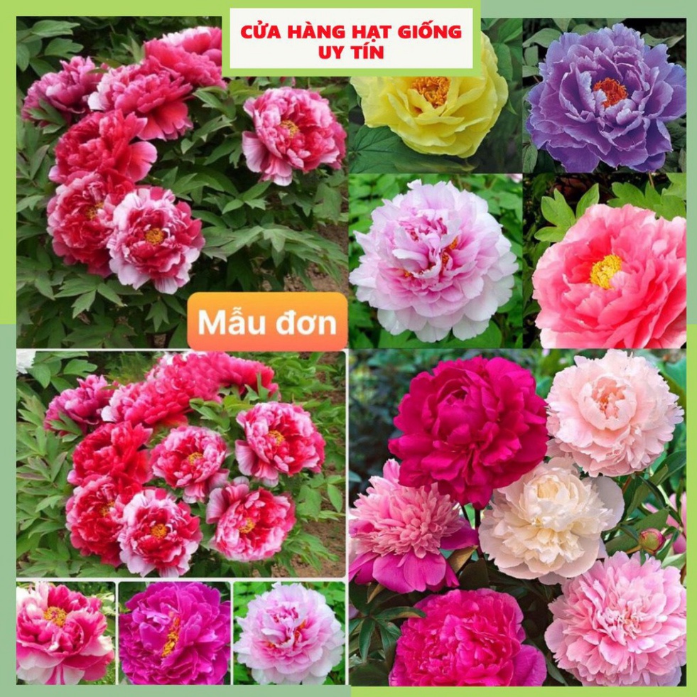 [Gói 10 hạt] Hạt Giống Hoa Mẫu Đơn F1 Hoa Nở Siêu Đẹp &amp; Dễ Trồng có Tặng kèm hướng dẫn