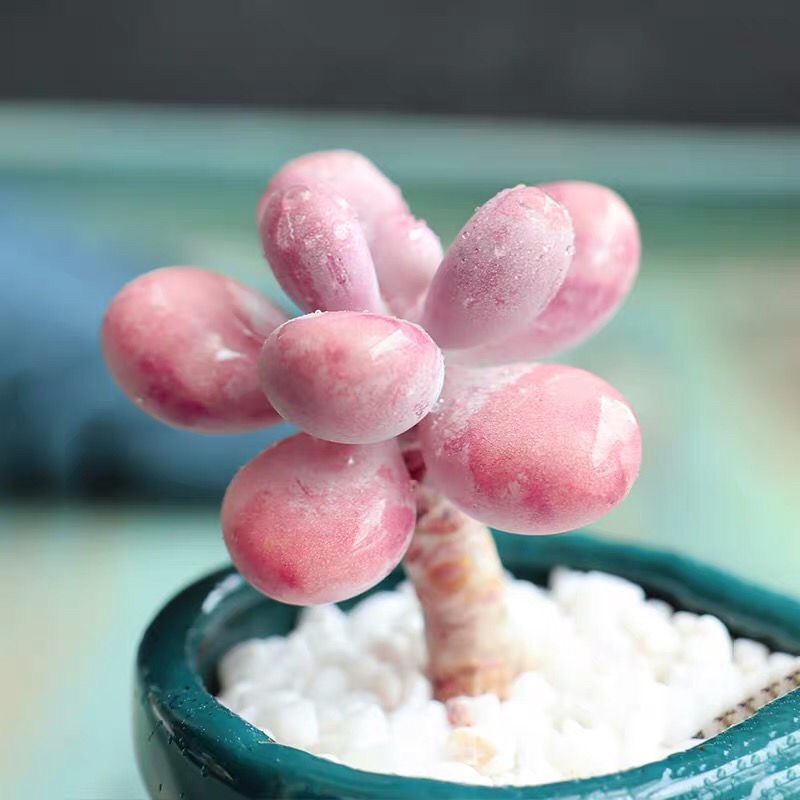 Hạt giống sen đá Trứng Phô mai Hiếm Thích hợp cho người mới trồng Tỷ lệ nảy mầm 90% 50h