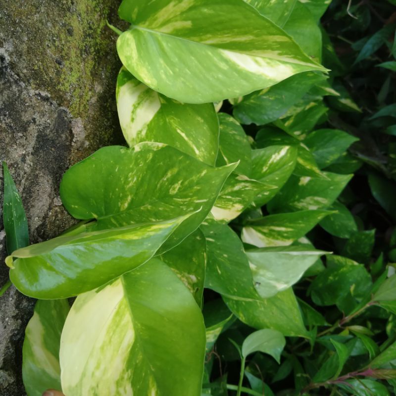 Phân bón hữu cơ organic dạng viên nén tròn