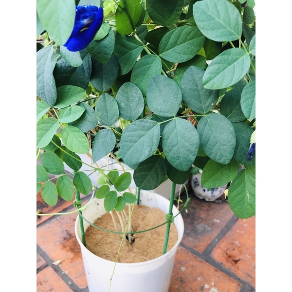 Miếng xơ dừa tròn lót chậu cây.