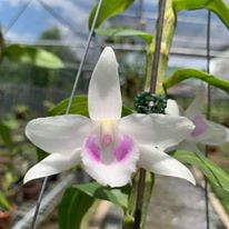 hoa lan giả hạc 5ct HO