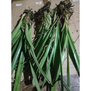 combo 3 thân Địa lan kiếm lá cứng vùng tây bắc . hoa vô cùng đẹp, vòi bông dài gần 1m - KLHTB