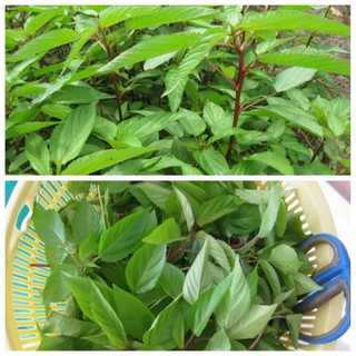 HẠT RAU ĐAY ĐỎ - GÓI 10 GRAM