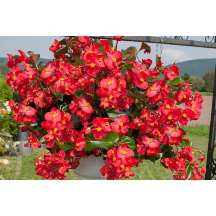 THU HẢI ĐƯỜNG-CHẬU ĐANG HOA + Tặng 01 cây dâu da đất