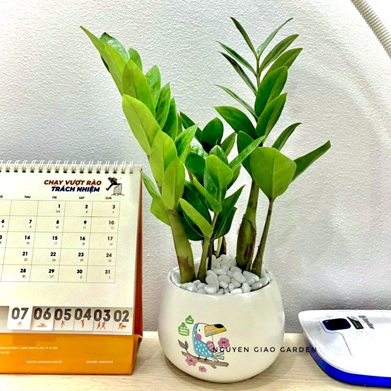 Cây kim tiền trang trí nội thất, mang may mắn tài lộc