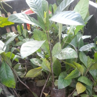 Tiểu tiện,thông mật:dành dành(chi tử),bông mã đề,1kg rễ cỏ tranh,râu mèo,actiso,(mua lẻ thì bạn tìm sản phẩm ảnh thứ 5
