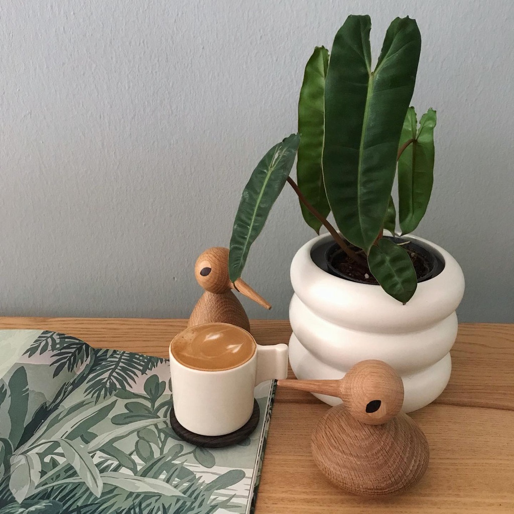Hồng Hạc Cam Philodendron Billietiae Khoẻ, Hạc cam Philodendron Billietiae