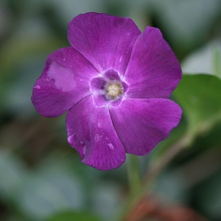 Dừa Cạn Tím Violet