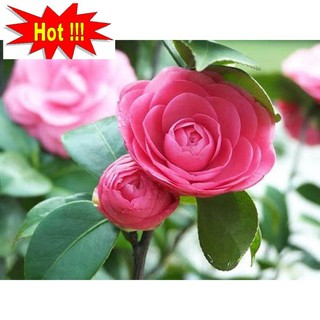 Hạt giống hoa Trà My - 5 hạt