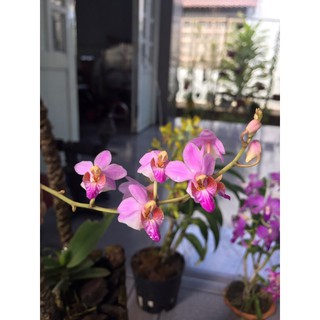 Combo tiểu hồ điệp