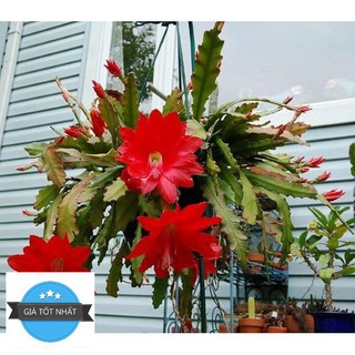 Hạt giống hoa nhật quỳnh 10 hạt