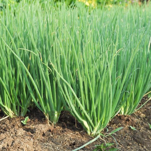 Hạt giống Hành Lá, Dễ Trồng (Gói 1 Gram) - hat giong hanh la