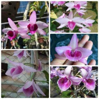 Phi điệp châu như