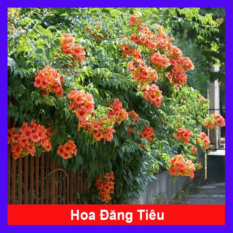 Cây hoa đăng tiêu - Cây cảnh sân vườn + tặng phân bón cho cây