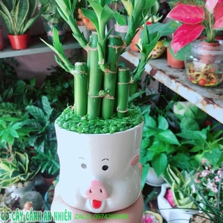 Chậu Cây Trúc Phát Tài